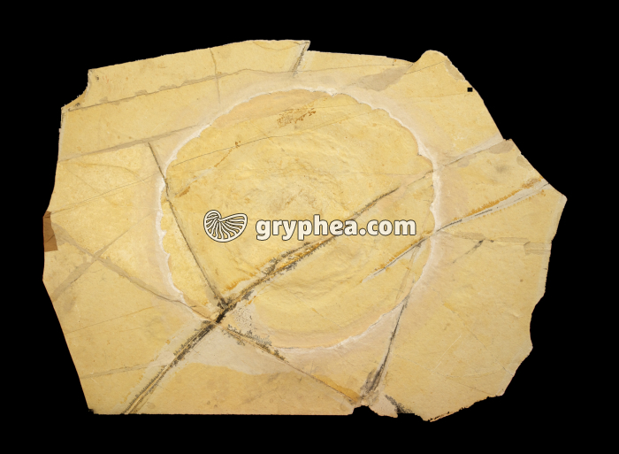 Méduse fossile (diamètre 50 cm) - gryphea.org